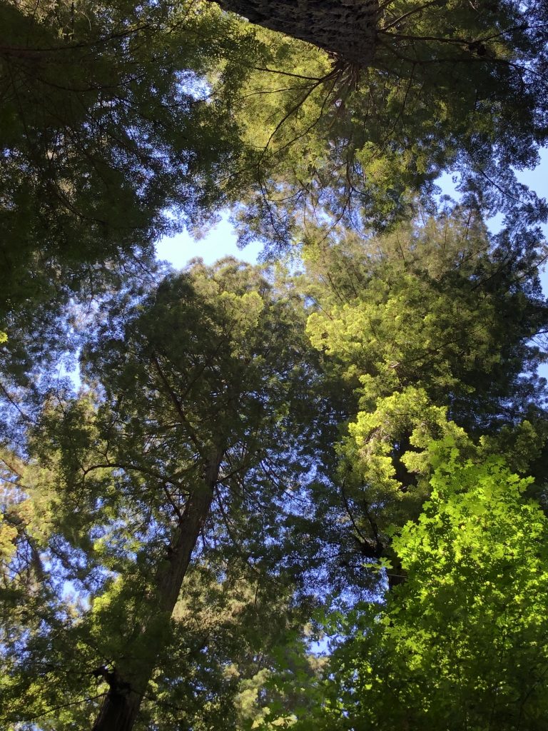 Looking up toward the sky in a redwood grove; very very tall tree tops and sprinkles of blue between the needles.