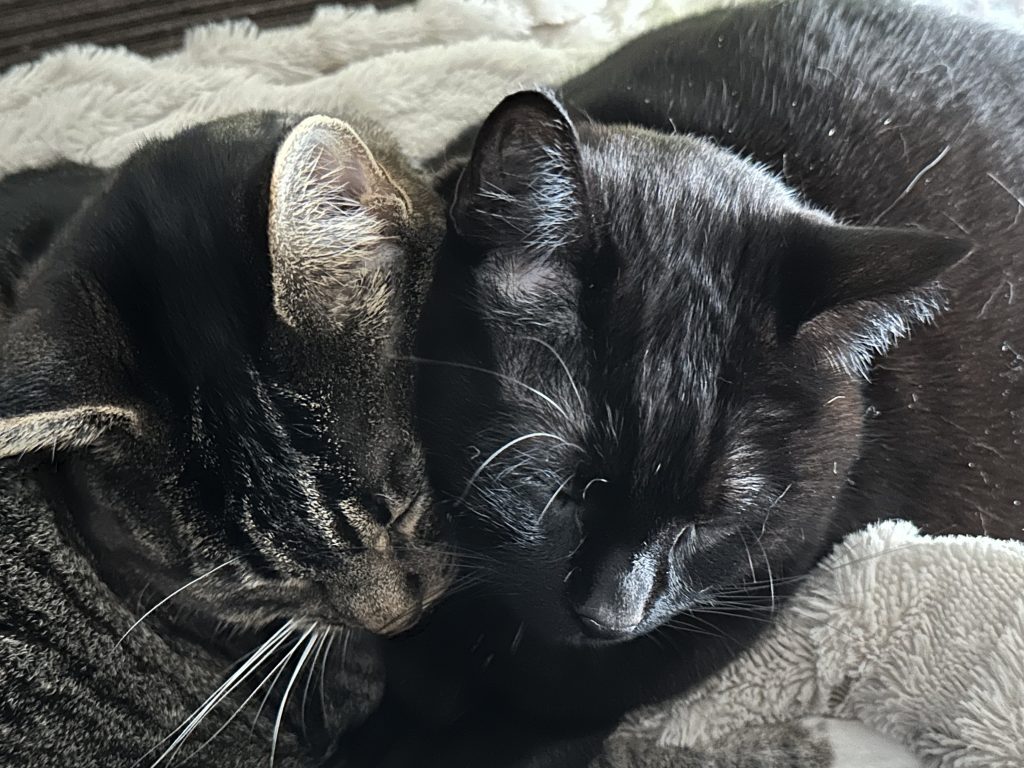 Two cats (one black and one brown tabby) snuggling, heads together.