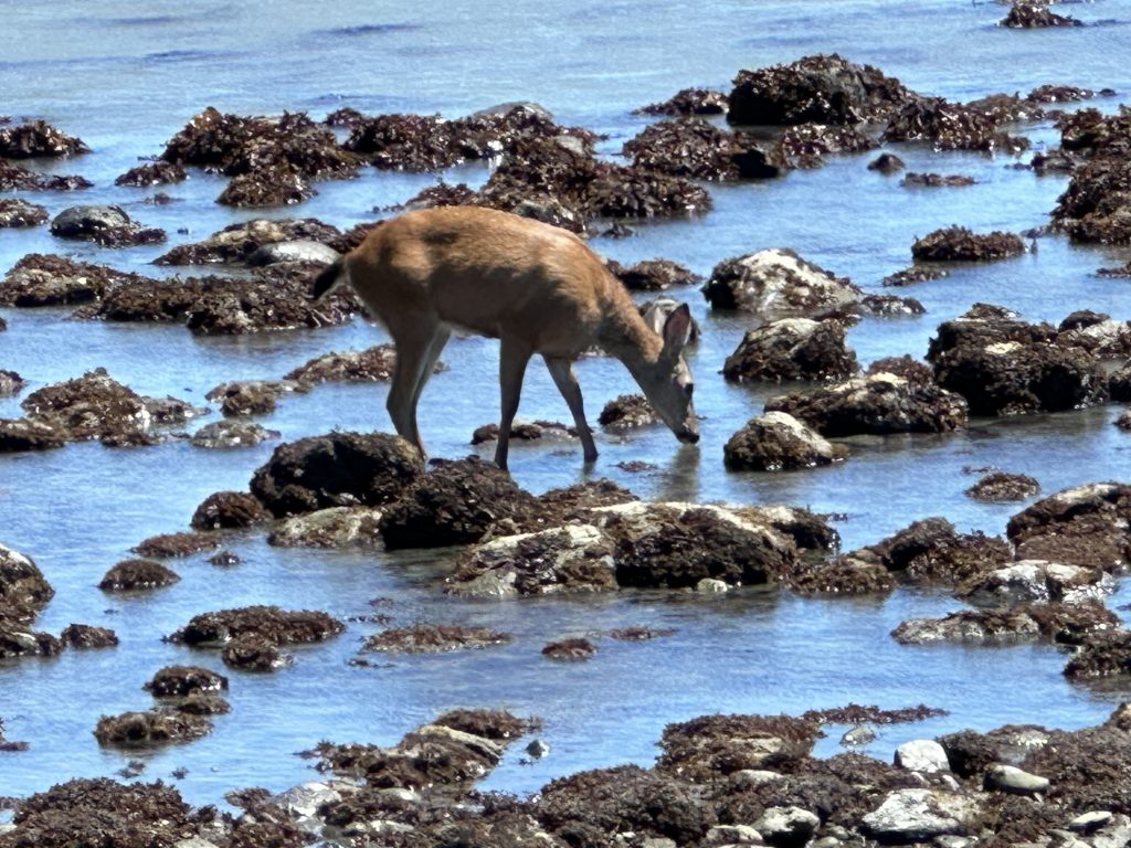 A deer eating seaweed (or drinking salt water, but that would be insane) in the shallows of a rocky ocean beach.